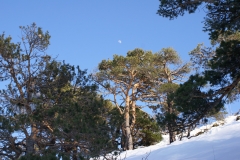 Carbone Stefania - Luna di giorno su una pineta con la neve